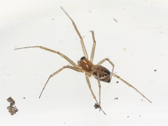 Linyphiinae