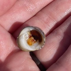 Nerita peloronta