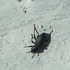 Nycterinus