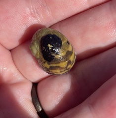 Nerita peloronta