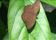 Tanaecia julii