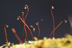 Rhynchostegium serrulatum