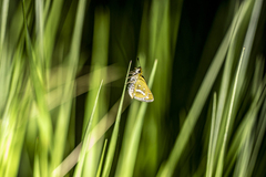 Taractrocera papyria