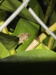 Eleutherodactylus antillensis