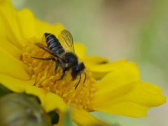 Megachile centuncularis