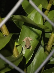 Eleutherodactylus antillensis