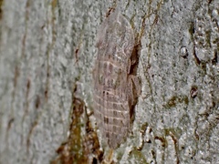 Ledromorpha planirostris
