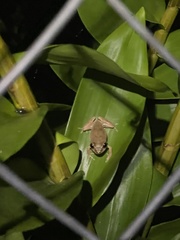 Eleutherodactylus antillensis