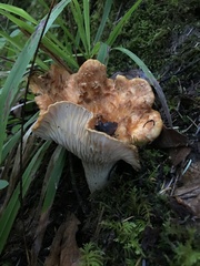 Turbinellus kauffmanii