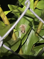 Eleutherodactylus antillensis