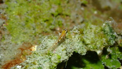 Coryphopterus hyalinus