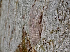 Ledromorpha planirostris