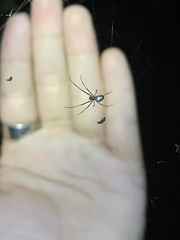 Leucauge regnyi