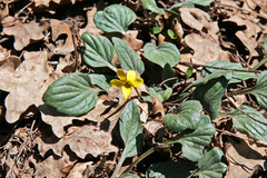 Viola purpurea