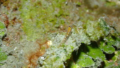 Coryphopterus hyalinus