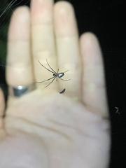 Leucauge regnyi