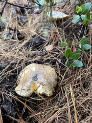 Suillus fuscotomentosus