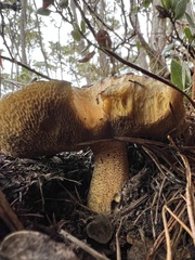 Suillus fuscotomentosus