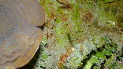 Coryphopterus hyalinus