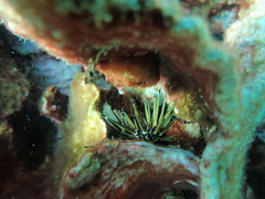 Echinometra viridis