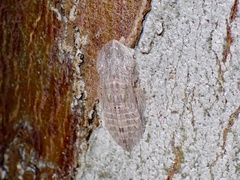 Ledromorpha planirostris