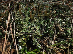Cladonia subcariosa