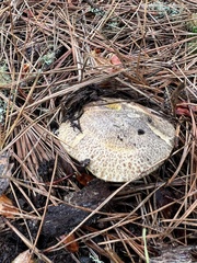 Suillus fuscotomentosus