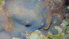 Coryphopterus hyalinus