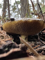 Suillus fuscotomentosus