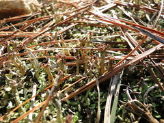 Cladonia subcariosa