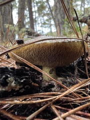 Suillus fuscotomentosus