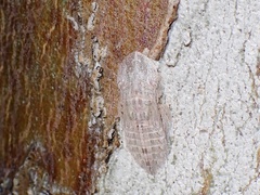 Ledromorpha planirostris