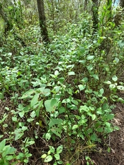 Wollastonia