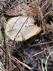 Suillus fuscotomentosus