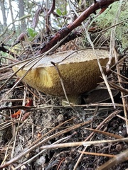 Suillus fuscotomentosus