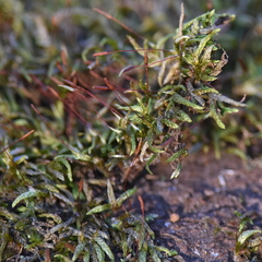 Platygyrium repens