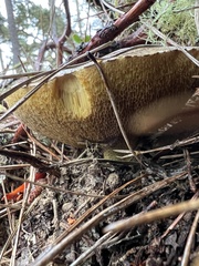 Suillus fuscotomentosus