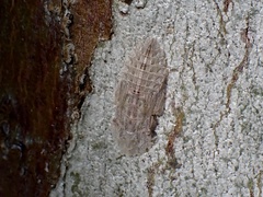 Ledromorpha planirostris