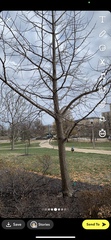Ginkgo