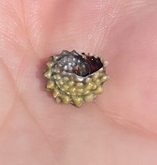 Echinolittorina tuberculata