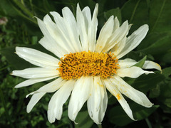 Wyethia helianthoides