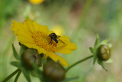 Megachile centuncularis