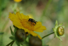 Megachile centuncularis
