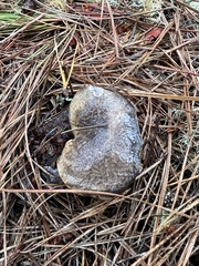 Suillus fuscotomentosus
