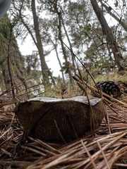 Suillus fuscotomentosus