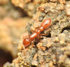 Ooceraea australis