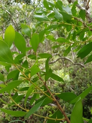 Persoonia