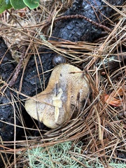 Suillus fuscotomentosus