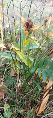 Gentiana cruciata