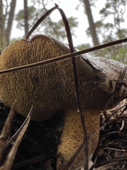 Suillus fuscotomentosus